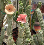 Is Hoodia safe for us?